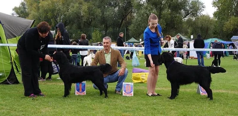 Fot.: Maja Czechowska (Flat Coated Retriever, od lewej: SWEET SENSATION Dark Obsession oraz SHAKE IT BABY Dark Obsession)