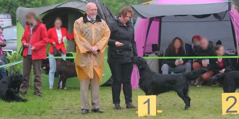 Fot.: Maja Czechowska  (Flat Coated Retriever: SWEET SENSATION Dark Obsession)