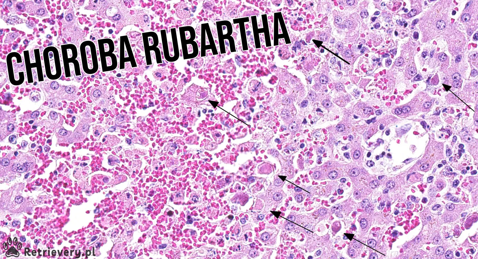 Choroba Rubartha: cichy zabójca psów - objawy, diagnostyka i profilaktyka