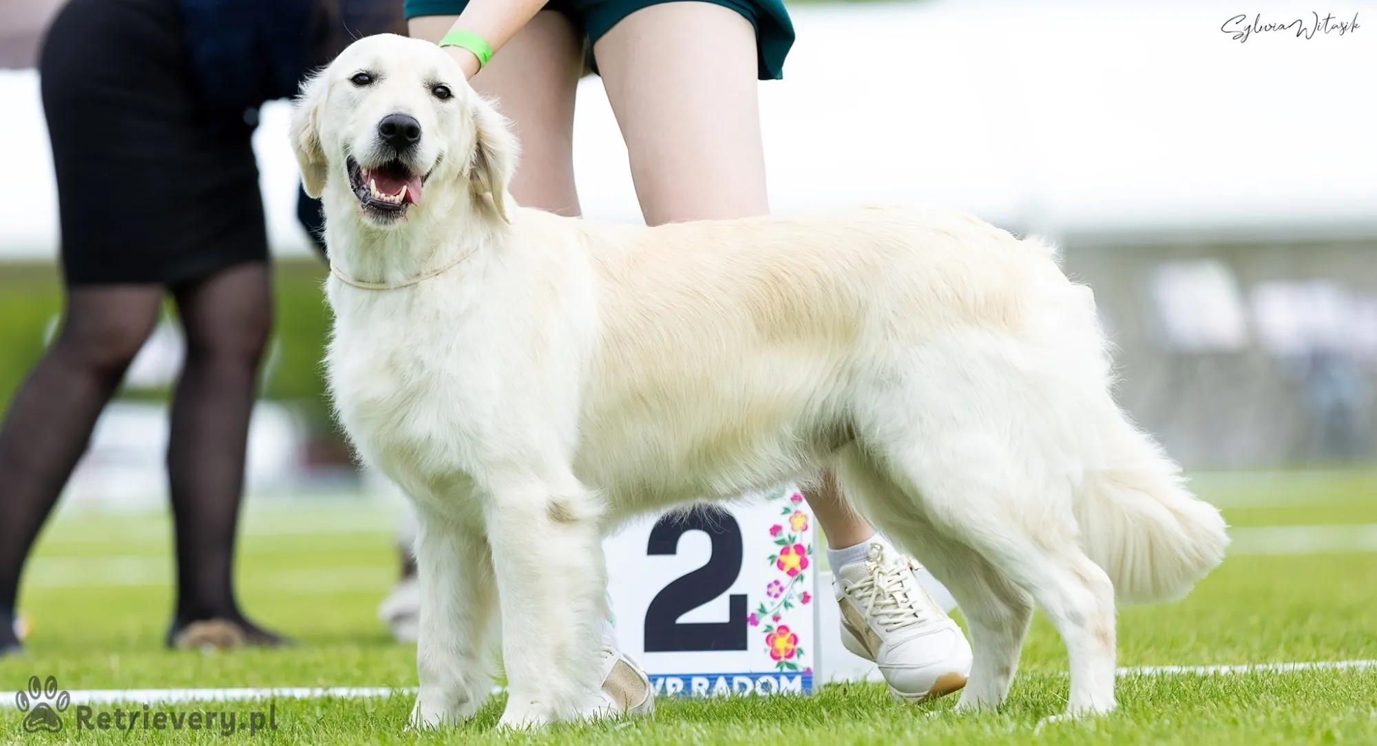 Fot.: Sylwia Witasik (Golden Retriever - NEYTIRI OMATICAYA Aurum Terrae)