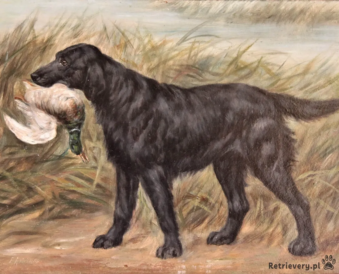 Historia rasy flat coated retriever