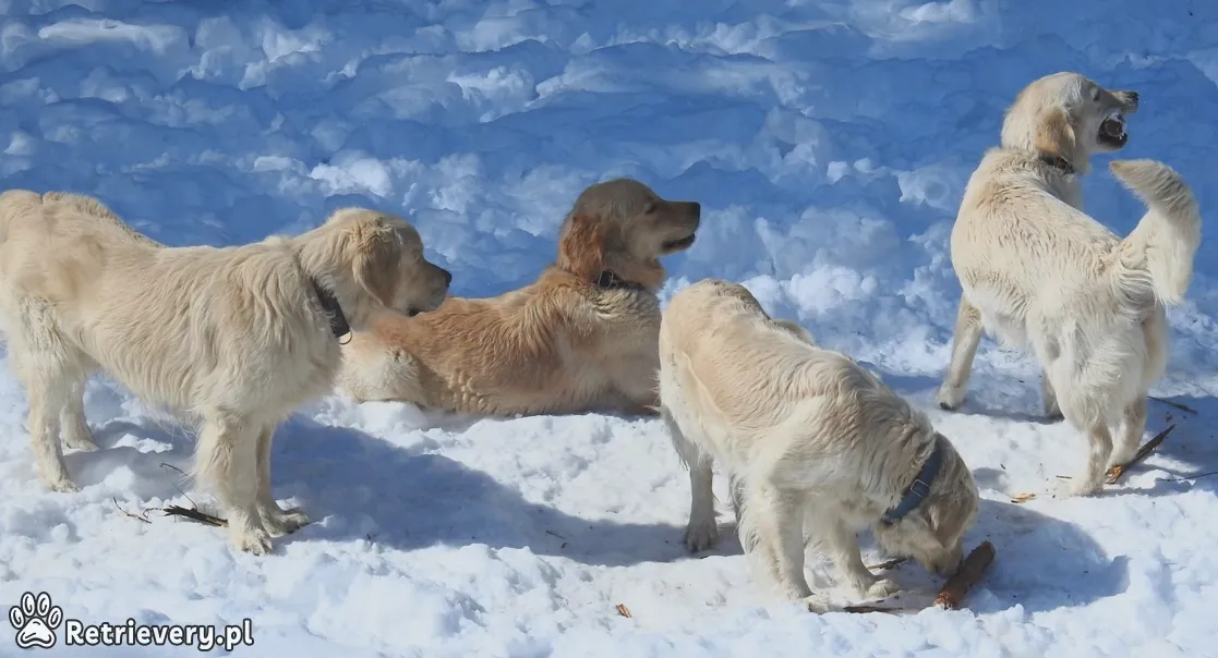 Mróz a zdrowie psa: poradnik zimowej opieki i bezpiecznych spacerów