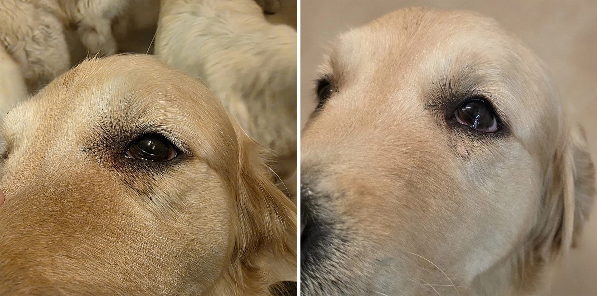 Zespół Hornera u 6-cio letniej suki rasy Golden Retriever